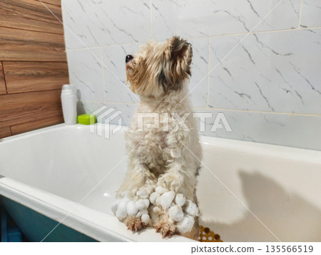 Small white terrier standing in a bathtub with melting snow and ice clinging to its paws and fur, looking up patiently before a gentle grooming and wash. Small white terrier standing in a bathtub with melting snow and ice clinging to its paws and fur, looking up patiently before a gentle grooming and wash. 135566519