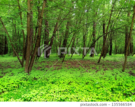 forest with green trees and brushwood. rich flora among trees. 135566584