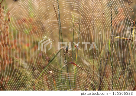 Spider's web closeup with drops of dew at dawn. House of spider Spider's web closeup with drops of dew at dawn. House of spider 135566588