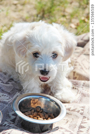 Puppy eats food from a bowl. small Maltese dog eating outdoors. Family pet Puppy eats food from a bowl. small Maltese dog eating outdoors. Family pet 135566589