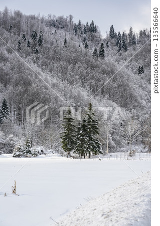 Snowy Forest with Pine Tree Tops Visible Among Trees Snowy Forest with Pine Tree Tops Visible Among Trees 135566640