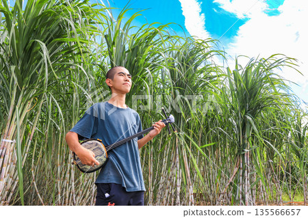 Sugar cane field and summer boy Sugar cane field and summer boy 135566657