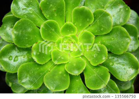 Green leaves of Aeonium canariense macro. Aeonium arboreum growing in the garden Green leaves of Aeonium canariense macro. Aeonium arboreum growing in the garden 135566750