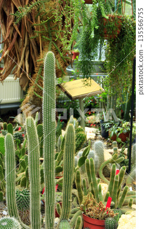 Trichocereus spachianus. desert plant in greenhouse. cactus growing in garden Trichocereus spachianus. desert plant in greenhouse. cactus growing in garden 135566755