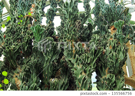 Bush of Cereus repandus. Desert plant in greenhouse. Cactus growing in garden 135566756