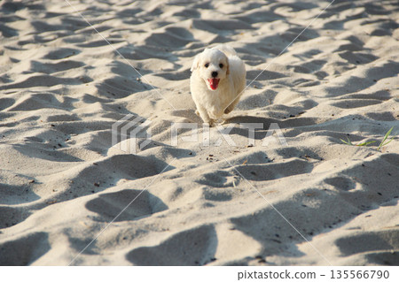 Maltipoo puppy running on sand. small Maltese dog playing outdoors. Family pet Maltipoo puppy running on sand. small Maltese dog playing outdoors. Family pet 135566790