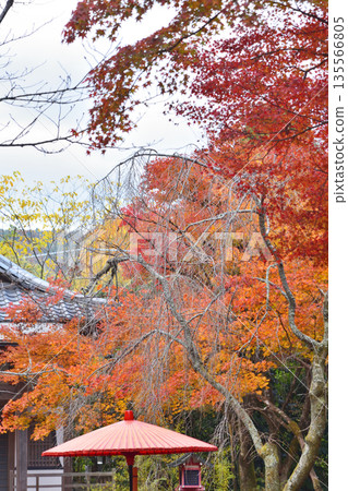 Autumn leaves of Konnoji Temple Autumn leaves of Konnoji Temple 135566805