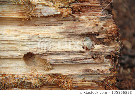 Larva of woodworm living under pine bark. Common furniture beetle. Insect pest 135566858