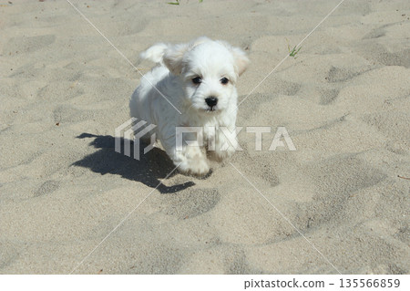 Maltipoo puppy running on sand. small Maltese dog playing outdoors. Family pet Maltipoo puppy running on sand. small Maltese dog playing outdoors. Family pet 135566859