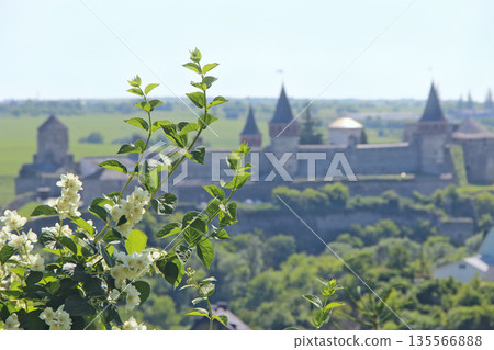 Blooming jasmine flowers against the backdrop of an ancient castle Blooming jasmine flowers against the backdrop of an ancient castle 135566888