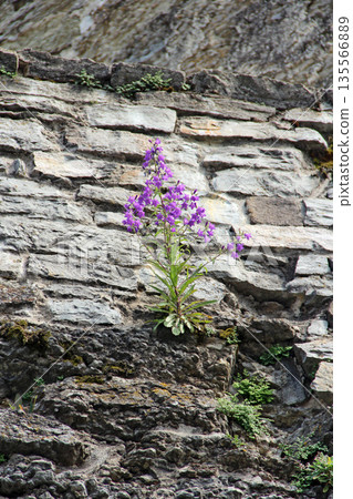 Beautiful flowers of lilac bluebell growing on stony wall. Flowers of campanula Beautiful flowers of lilac bluebell growing on stony wall. Flowers of campanula 135566889