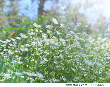 Beautiful white flowers on green background. Gentle white flowers in rays of sun Beautiful white flowers on green background. Gentle white flowers in rays of sun 135566890