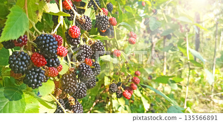 Blackberry raspberry growing on bush in garden. Ripe blackberries in sunny rays Blackberry raspberry growing on bush in garden. Ripe blackberries in sunny rays 135566891