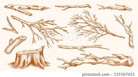 Collection of Bare tree branches. Leafless dry wooden elements. Sticks and twigs, stump and fallen 135567055