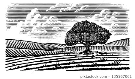 Beautiful rustic landscape with big old oak tree in the meadow. hills and fields for eco products Beautiful rustic landscape with big old oak tree in the meadow. hills and fields for eco products 135567061