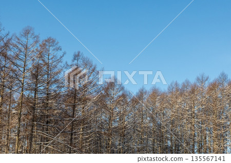 Winter blue sky and grove Winter blue sky and grove 135567141