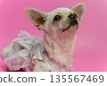 Small white Chihuahua dog wearing a floral dress poses against a vibrant pink background, showcasing its adorable features and playful demeanor in a studio setting 135567469