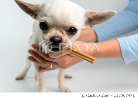 Small white Chihuahua dog with large ears is holding a chew stick in its mouth while being gently held by a persons hand against a light background Small white Chihuahua dog with large ears is holding a chew stick in its mouth while being gently held by a persons hand against a light background 135567471