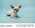 Small white Chihuahua dog wearing a floral dress is lying on a light blue background, showcasing its playful demeanor and cute appearance in a studio setting 135567476