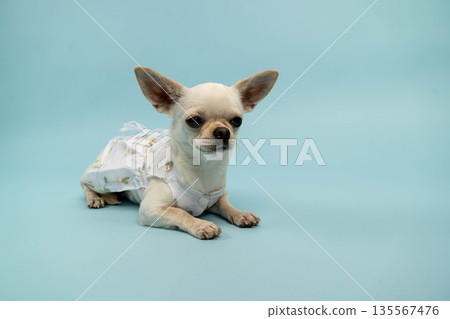 Small white Chihuahua dog wearing a floral dress is lying on a light blue background, showcasing its playful demeanor and cute appearance in a studio setting 135567476