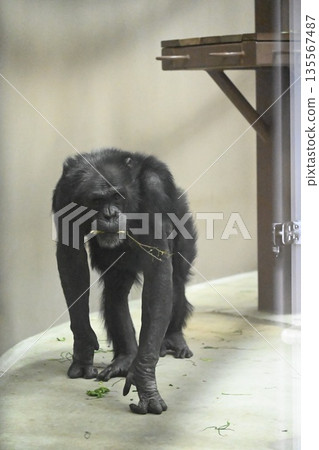 Handsome chimpanzee Handsome chimpanzee 135567487