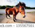 Horse  135567501