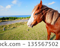 Horse  135567502