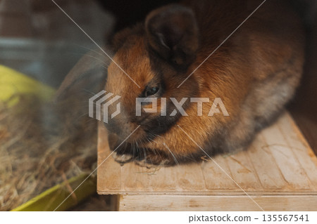 A cute brown lop-eared bunny sitting on a small wooden house roof. Easter animals theme. Domestic rodent animal indoors. A cute brown lop-eared bunny sitting on a small wooden house roof. Easter animals theme. Domestic rodent animal indoors. 135567541