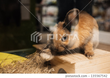 A cute brown lop-eared bunny sitting on a small wooden house roof. Easter animals theme. Domestic rodent animal indoors. A cute brown lop-eared bunny sitting on a small wooden house roof. Easter animals theme. Domestic rodent animal indoors. 135567542