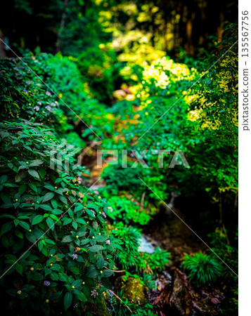 Small waterfall in the deep forest Small waterfall in the deep forest 135567756