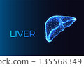 Human Liver Anatomy. Medical Health, Biotech and Diagnostics Low-Poly Vector Illustration 135568349