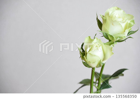 Green roses Green roses 135568350