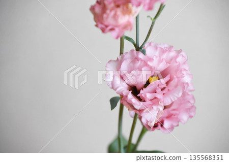 Pink turkish bellflower Pink turkish bellflower 135568351
