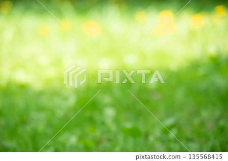 Spring field background blur Spring field background blur 135568415