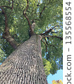 Camphor tree 135568554