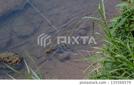 Monitor lizard swimming in the rive 135568579