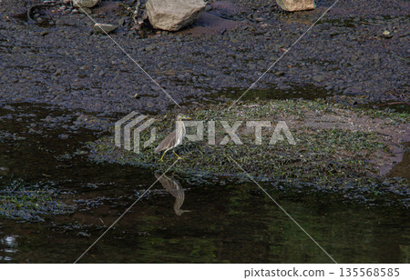 Great egret  in the water 135568585