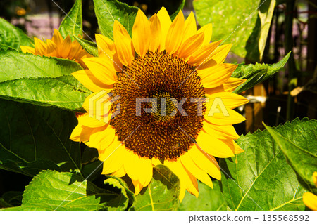 Beautiful blooming sunflower close up. 135568592