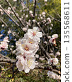Spring flower  135568611
