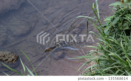 Monitor lizard swimming in the rive 135568614