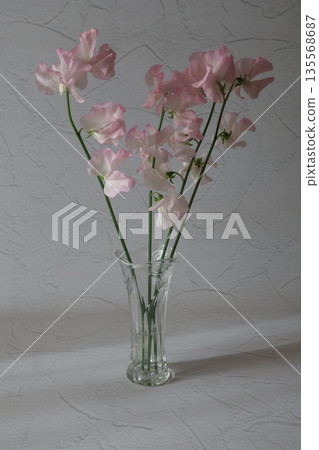 粉紅甜豌豆 粉紅甜豌豆 135568687