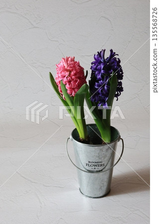 Pink and purple hyacinths Pink and purple hyacinths 135568726