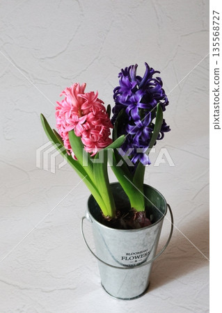 Pink and purple hyacinths Pink and purple hyacinths 135568727