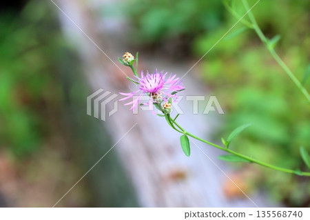 Cute Centaurea japonica flowers Cute Centaurea japonica flowers 135568740