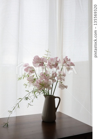 Pink sweet pea Pink sweet pea 135569320