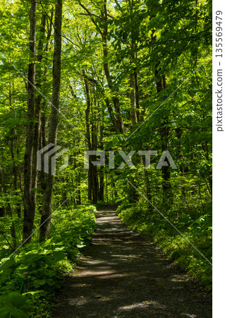 日本最好的山區度假勝地之一，綠樹成蔭的上高地 135569479