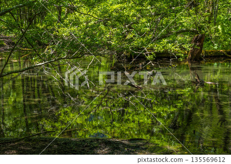 上高地的古池，日本頂級山區度假勝地之一，四周綠樹環繞。 135569612