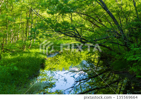 Kamikochi, one of Japan's leading mountain resorts, amidst fresh greenery Kamikochi, one of Japan's leading mountain resorts, amidst fresh greenery 135569664