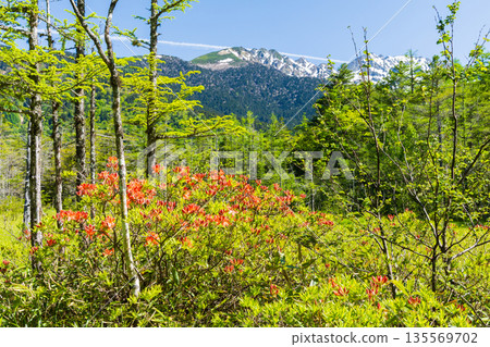 上高地是日本著名的山區度假勝地之一，這裡綠意盎然；田代濕地的蓮華杜鵑也令人賞心悅目。 135569702