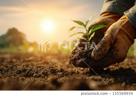 Volunteer hands wearing gloves nurture young plant during mission trip at sunrise, symbolizing hope, growth, and environmental care in rural field with warm sunlight 135569939